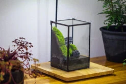 NCYP Watertight Close Geometric Glass Tin Terrarium, For Small Waterpond, Moss Landscape, Live Miniature, Water Pond, Miniature 35 NCYP Watertight Close Geometric Glass Tin Terrarium, For Small Waterpond, Moss Landscape, Live Miniature, Water Pond, Miniature -Ncyp Garden Sale Shop IMG 3454