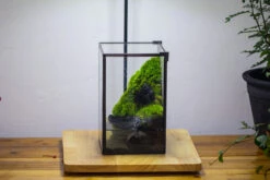 Porous Black Horticultural Lava Rocks, For Terrarium Drainage Control, The Bottom Layer Of The Moss Terrarium -Ncyp Garden Sale Shop IMG 3456 be960de0 f296 42ae 8d32 56a655478980