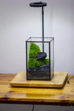 NCYP Watertight Close Geometric Glass Tin Terrarium, For Small Waterpond, Moss Landscape, Live Miniature, Water Pond, Miniature 30 NCYP Watertight Close Geometric Glass Tin Terrarium, For Small Waterpond, Moss Landscape, Live Miniature, Water Pond, Miniature -Ncyp Garden Sale Shop IMG 3459 68d51a65 35e7 4a04 858b cf7ee4646f8c