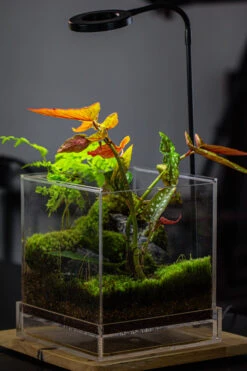 NCYP Acrylic Close Terrarium With Drainage Bottom, Suits For Fly Trap, Pitcher Plants, Moss Ball, Nursery, Small Tropical Plants 29 NCYP Acrylic Close Terrarium With Drainage Bottom, Suits For Fly Trap, Pitcher Plants, Moss Ball, Nursery, Small Tropical Plants -Ncyp Garden Sale Shop IMG 3461