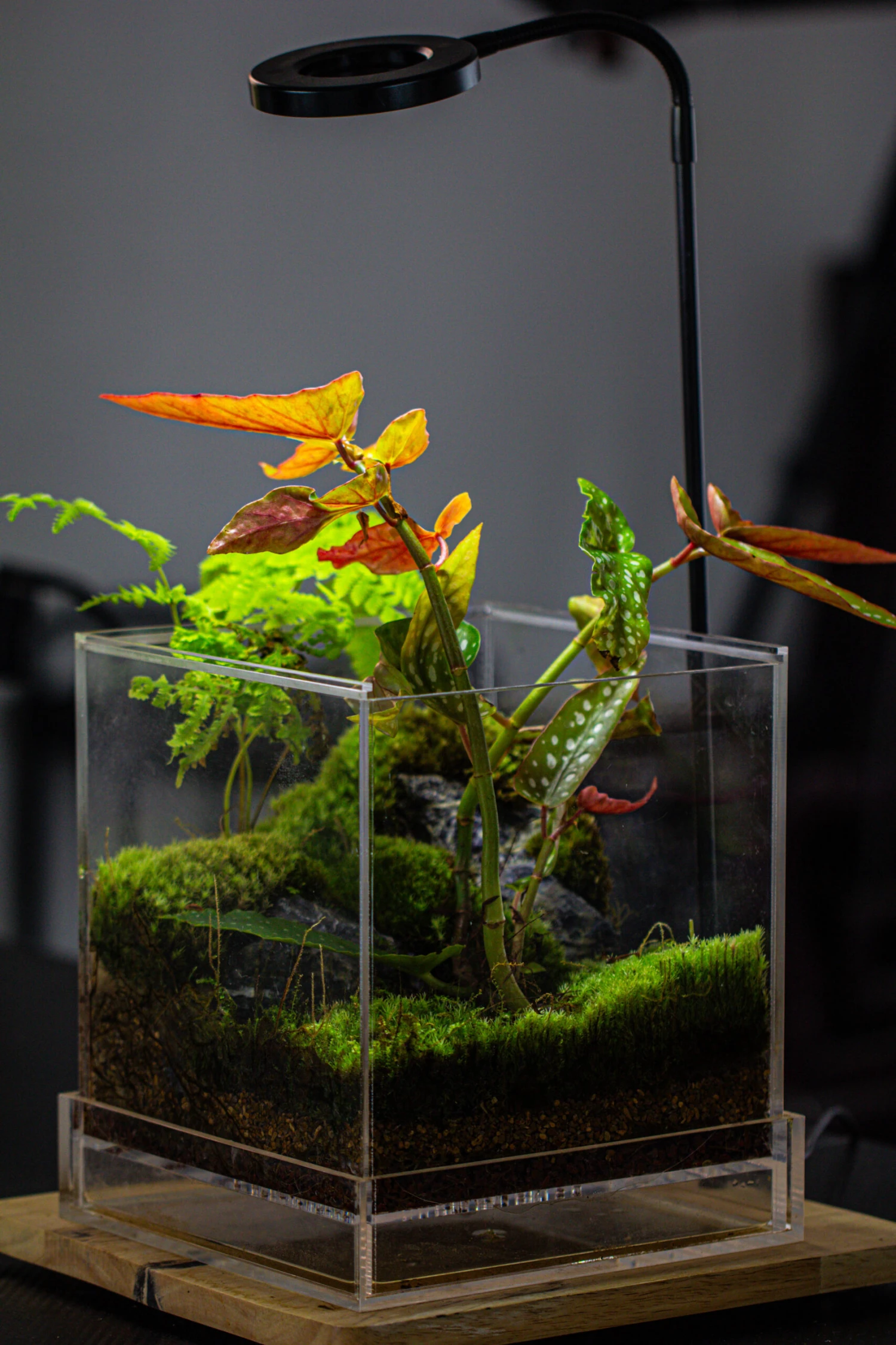 NCYP Acrylic Close Terrarium With Drainage Bottom, Suits For Fly Trap, Pitcher Plants, Moss Ball, Nursery, Small Tropical Plants 10 NCYP Acrylic Close Terrarium With Drainage Bottom, Suits For Fly Trap, Pitcher Plants, Moss Ball, Nursery, Small Tropical Plants - Image 10