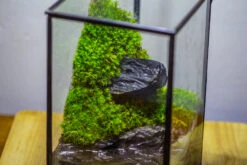 NCYP Watertight Close Geometric Glass Tin Terrarium, For Small Waterpond, Moss Landscape, Live Miniature, Water Pond, Miniature 31 NCYP Watertight Close Geometric Glass Tin Terrarium, For Small Waterpond, Moss Landscape, Live Miniature, Water Pond, Miniature -Ncyp Garden Sale Shop IMG 3471