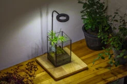 NCYP Watertight Open Geometric Glass Tin Terrarium, For Small Waterpond, Bog, Moss Landscape, Water Pond, Carnivorous Plants -Ncyp Garden Sale Shop IMG 3488