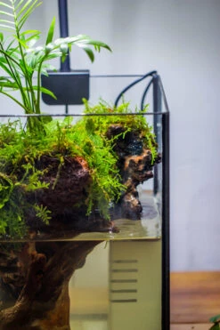 NCYP Watertight Open Geometric Glass Tin Terrarium, For Small Waterpond, Bog, Moss Landscape, Water Pond, Carnivorous Plants -Ncyp Garden Sale Shop IMG 3501