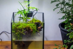 NCYP Watertight Open Geometric Glass Tin Terrarium, For Small Waterpond, Bog, Moss Landscape, Water Pond, Carnivorous Plants -Ncyp Garden Sale Shop IMG 3512