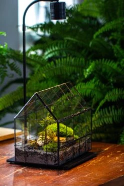 Handmade Glass Terrarium With LED Grow Light Set, Side Door Closed Geometric GreenHouse With Base And Light Set 37 Handmade Glass Terrarium With LED Grow Light Set, Side Door Closed Geometric GreenHouse With Base And Light Set -Ncyp Garden Sale Shop IMG 3787 fe9b785e 2735 4275 a889 c0799a9281d3