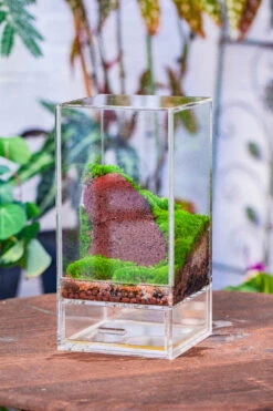 Dried Moss, 24L For DIY, Terrarium Building, Microlandscape, Orchid, Fern, Vertical Gardening 33 Dried Moss, 24L For DIY, Terrarium Building, Microlandscape, Orchid, Fern, Vertical Gardening -Ncyp Garden Sale Shop IMG 3793