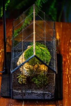 Handmade Glass Terrarium With LED Grow Light Set, Side Door Closed Geometric GreenHouse With Base And Light Set 33 Handmade Glass Terrarium With LED Grow Light Set, Side Door Closed Geometric GreenHouse With Base And Light Set -Ncyp Garden Sale Shop IMG 3794 3150c6f4 a82f 4a9c 937d 1c0cbf1054b1