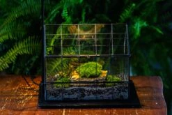 Handmade Glass Terrarium With LED Grow Light Set, Side Door Closed Geometric GreenHouse With Base And Light Set 31 Handmade Glass Terrarium With LED Grow Light Set, Side Door Closed Geometric GreenHouse With Base And Light Set -Ncyp Garden Sale Shop IMG 3800 a5ce3122 8460 4130 80f9 f18a199024d3