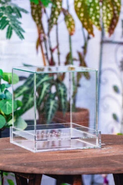NCYP Acrylic Close Terrarium With Drainage Bottom, Suits For Fly Trap, Pitcher Plants, Moss Ball, Nursery, Small Tropical Plants 35 NCYP Acrylic Close Terrarium With Drainage Bottom, Suits For Fly Trap, Pitcher Plants, Moss Ball, Nursery, Small Tropical Plants -Ncyp Garden Sale Shop IMG 3801