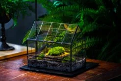 Handmade Glass Terrarium With LED Grow Light Set, Side Door Closed Geometric GreenHouse With Base And Light Set 26 Handmade Glass Terrarium With LED Grow Light Set, Side Door Closed Geometric GreenHouse With Base And Light Set -Ncyp Garden Sale Shop IMG 3801 10a5198c 9780 4ff7 b17b 355e84c0c69c