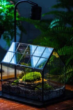 Handmade Glass Terrarium With LED Grow Light Set, Side Door Closed Geometric GreenHouse With Base And Light Set 30 Handmade Glass Terrarium With LED Grow Light Set, Side Door Closed Geometric GreenHouse With Base And Light Set -Ncyp Garden Sale Shop IMG 3804 8831d464 8059 4677 af1a 598da59643c3