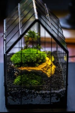 Handmade Glass Terrarium With LED Grow Light Set, Side Door Closed Geometric GreenHouse With Base And Light Set 27 Handmade Glass Terrarium With LED Grow Light Set, Side Door Closed Geometric GreenHouse With Base And Light Set -Ncyp Garden Sale Shop IMG 3805 0a0ff39d da72 44e2 8c51 c69ecfe84084