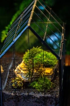 Handmade Glass Terrarium With LED Grow Light Set, Side Door Closed Geometric GreenHouse With Base And Light Set 23 Handmade Glass Terrarium With LED Grow Light Set, Side Door Closed Geometric GreenHouse With Base And Light Set -Ncyp Garden Sale Shop IMG 3808