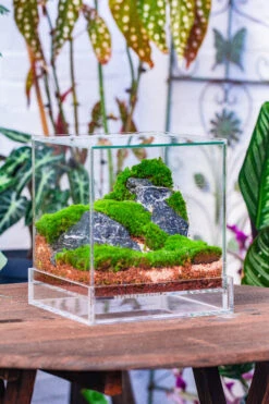 NCYP Acrylic Close Terrarium With Drainage Bottom, Suits For Fly Trap, Pitcher Plants, Moss Ball, Nursery, Small Tropical Plants 34 NCYP Acrylic Close Terrarium With Drainage Bottom, Suits For Fly Trap, Pitcher Plants, Moss Ball, Nursery, Small Tropical Plants -Ncyp Garden Sale Shop IMG 3812