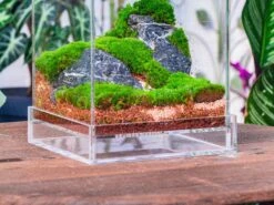 Basic Moss Terrarium Planting KIT, Suitable For Terrarium, Moss, Fern, Orchid, Begonia, Small Tropical 19 Basic Moss Terrarium Planting KIT, Suitable For Terrarium, Moss, Fern, Orchid, Begonia, Small Tropical -Ncyp Garden Sale Shop IMG 3813