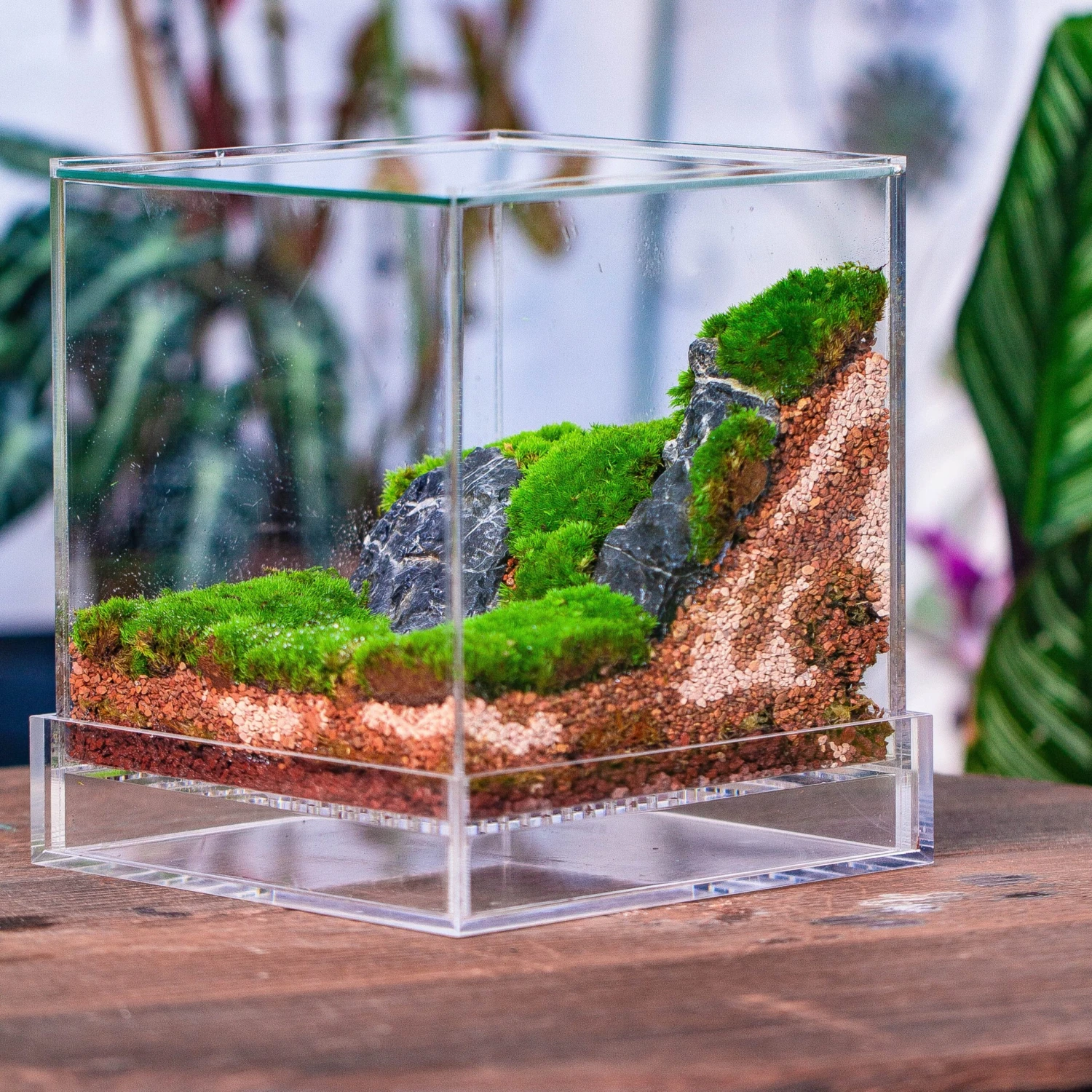 Natural Diatomaceous Rockes Stones For Top Dressing, Paving, Soil Conditioner, Potted Plants 4 Natural Diatomaceous Rockes Stones For Top Dressing, Paving, Soil Conditioner, Potted Plants - Image 4