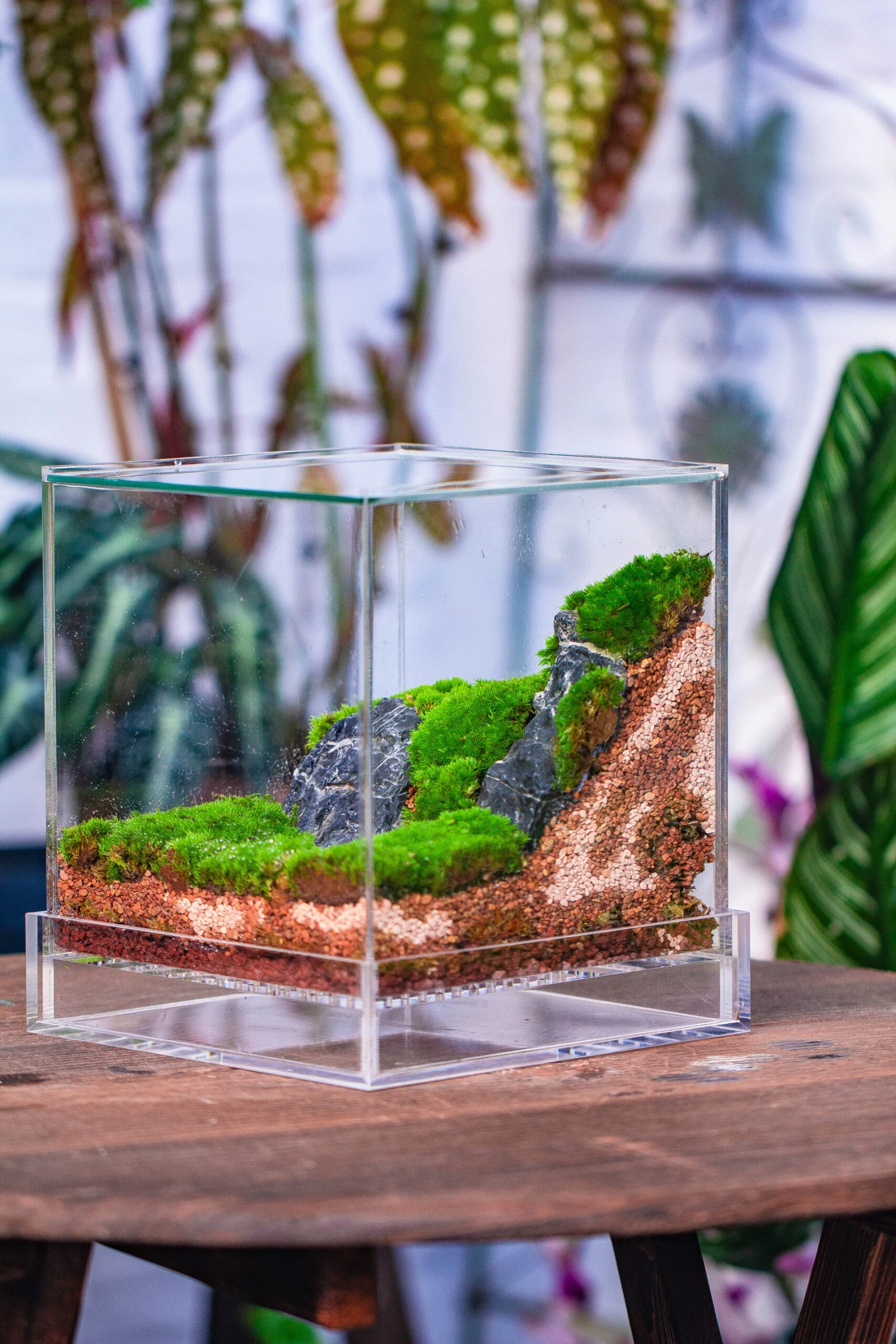 Dried Moss, 24L For DIY, Terrarium Building, Microlandscape, Orchid, Fern, Vertical Gardening 13 Dried Moss, 24L For DIY, Terrarium Building, Microlandscape, Orchid, Fern, Vertical Gardening - Image 13