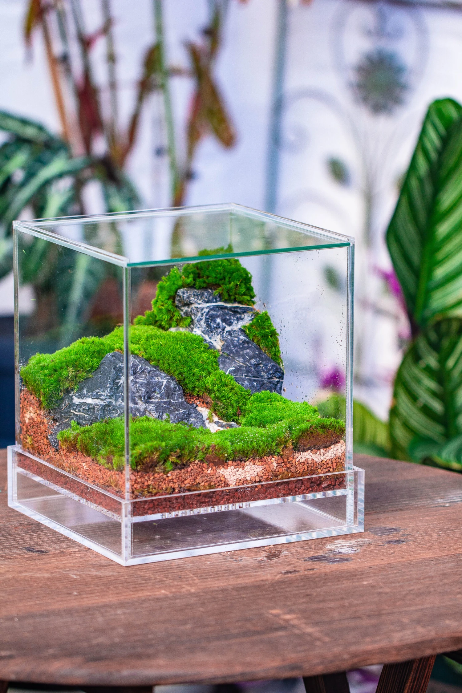 Dried Moss, 24L For DIY, Terrarium Building, Microlandscape, Orchid, Fern, Vertical Gardening 12 Dried Moss, 24L For DIY, Terrarium Building, Microlandscape, Orchid, Fern, Vertical Gardening - Image 12