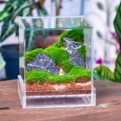 NCYP Acrylic Close Terrarium With Drainage Bottom, Suits For Fly Trap, Pitcher Plants, Moss Ball, Nursery, Small Tropical Plants 30 NCYP Acrylic Close Terrarium With Drainage Bottom, Suits For Fly Trap, Pitcher Plants, Moss Ball, Nursery, Small Tropical Plants -Ncyp Garden Sale Shop IMG 3819