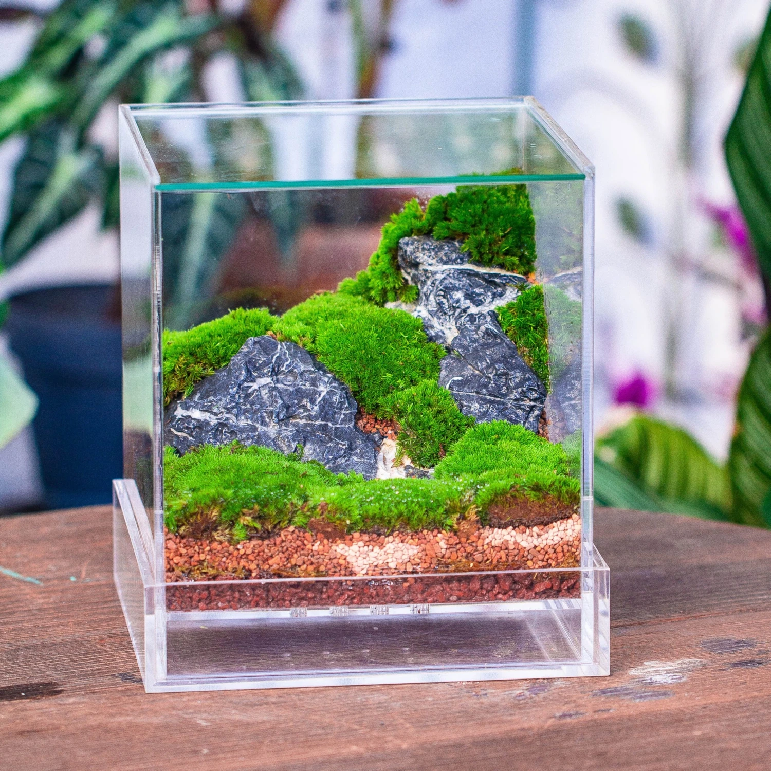 NCYP Acrylic Close Terrarium With Drainage Bottom, Suits For Fly Trap, Pitcher Plants, Moss Ball, Nursery, Small Tropical Plants 11 NCYP Acrylic Close Terrarium With Drainage Bottom, Suits For Fly Trap, Pitcher Plants, Moss Ball, Nursery, Small Tropical Plants - Image 11