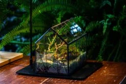 Handmade Vintage Greenhouse Inspired Tin Terrarium With LED Grow Light Set, Closed Glass Planter Set -Ncyp Garden Sale Shop IMG 3826 d2f8d378 abbd 4d2b ae84 05f4cc2c7a0e
