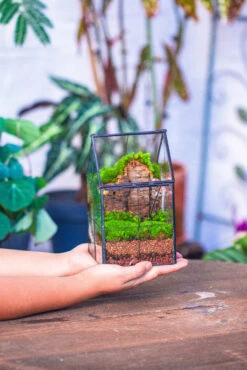 Dried Moss, 24L For DIY, Terrarium Building, Microlandscape, Orchid, Fern, Vertical Gardening 34 Dried Moss, 24L For DIY, Terrarium Building, Microlandscape, Orchid, Fern, Vertical Gardening -Ncyp Garden Sale Shop IMG 3827 918569ed fc1c 49d3 8854 b5fdea0f67fb