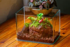 WaterTight Curved Glass Terrarium With Grow Lamp For Tropical Bog Plants 24 WaterTight Curved Glass Terrarium With Grow Lamp For Tropical Bog Plants -Ncyp Garden Sale Shop IMG 3975 1