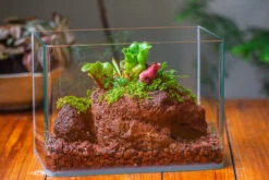 WaterTight Curved Glass Terrarium For Tropical Bog Plants 24 WaterTight Curved Glass Terrarium For Tropical Bog Plants -Ncyp Garden Sale Shop IMG 3977