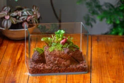 WaterTight Curved Glass Terrarium With Grow Lamp For Tropical Bog Plants 27 WaterTight Curved Glass Terrarium With Grow Lamp For Tropical Bog Plants -Ncyp Garden Sale Shop IMG 3978 1