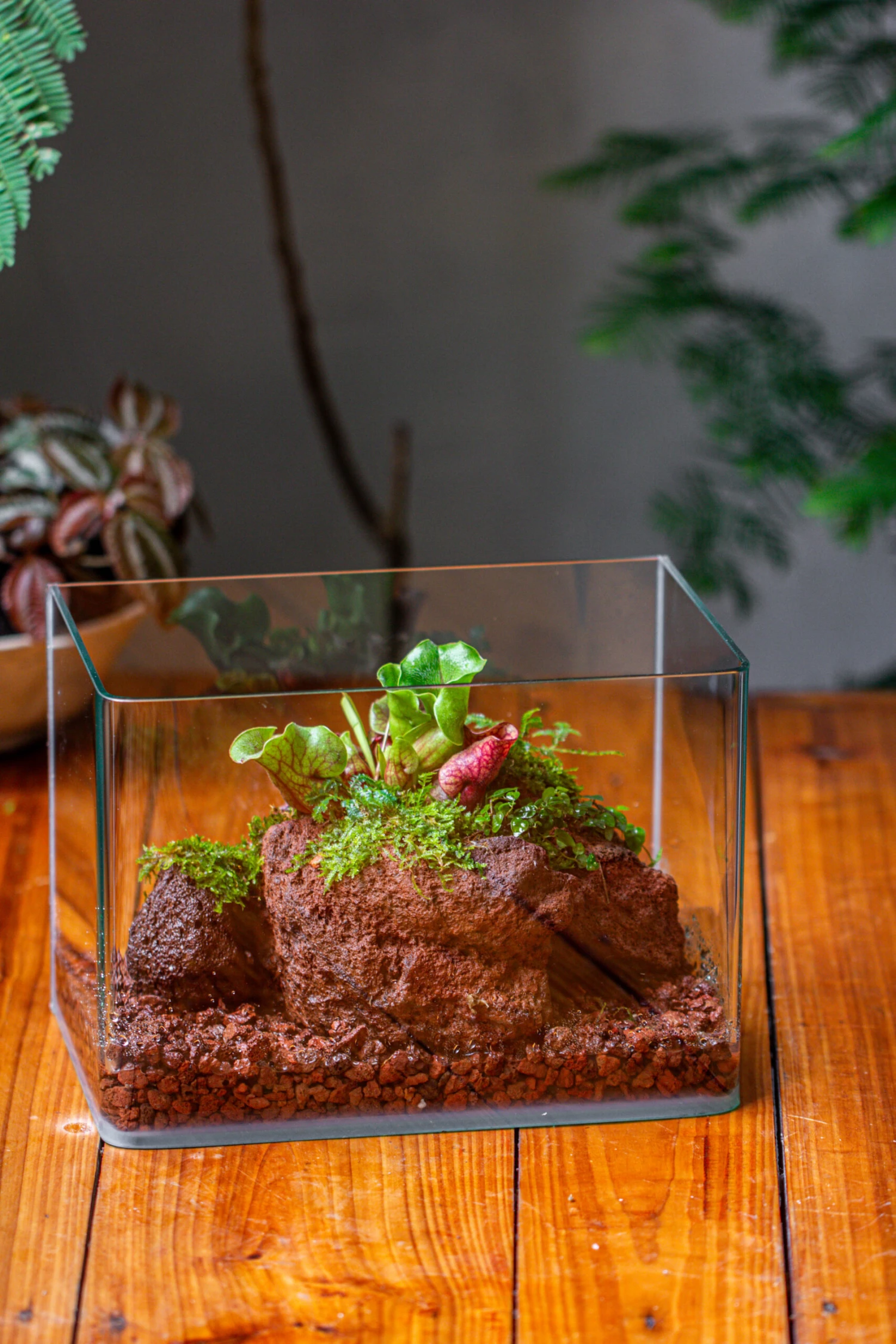 WaterTight Curved Glass Terrarium With Grow Lamp For Tropical Bog Plants 9 WaterTight Curved Glass Terrarium With Grow Lamp For Tropical Bog Plants - Image 9