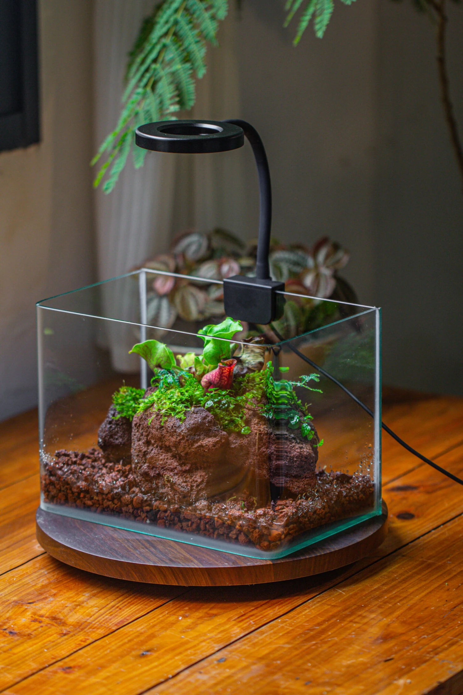 WaterTight Curved Glass Terrarium With Grow Lamp For Tropical Bog Plants 3 WaterTight Curved Glass Terrarium With Grow Lamp For Tropical Bog Plants - Image 3
