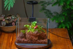 WaterTight Curved Glass Terrarium With Grow Lamp For Tropical Bog Plants 26 WaterTight Curved Glass Terrarium With Grow Lamp For Tropical Bog Plants -Ncyp Garden Sale Shop IMG 3983 1