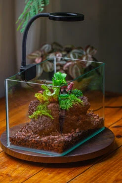 WaterTight Curved Glass Terrarium With Grow Lamp For Tropical Bog Plants 32 WaterTight Curved Glass Terrarium With Grow Lamp For Tropical Bog Plants -Ncyp Garden Sale Shop IMG 3990 1