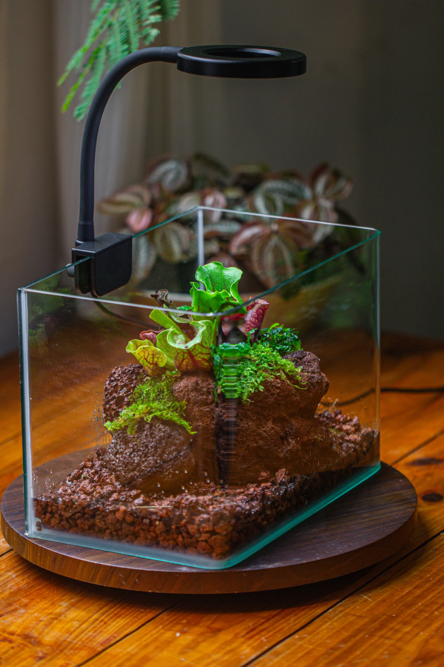 WaterTight Curved Glass Terrarium For Tropical Bog Plants 13 WaterTight Curved Glass Terrarium For Tropical Bog Plants - Image 13