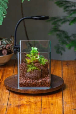 WaterTight Curved Glass Terrarium For Tropical Bog Plants 34 WaterTight Curved Glass Terrarium For Tropical Bog Plants -Ncyp Garden Sale Shop IMG 3992