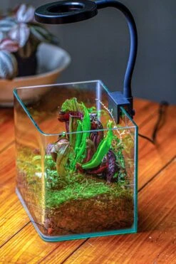 Open Moss Terrarium Building DIY Set With LED For Carnivorous Plants: Pitcher 19 Open Moss Terrarium Building DIY Set With LED For Carnivorous Plants: Pitcher -Ncyp Garden Sale Shop IMG 4003