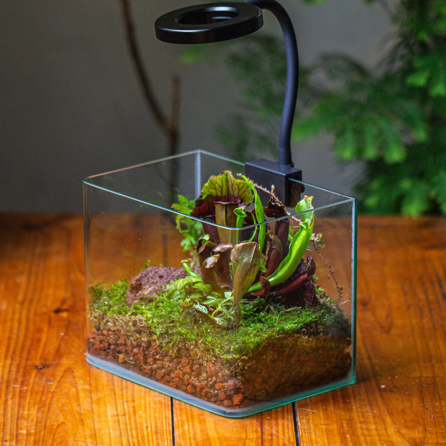 Open Moss Terrarium Building DIY Set With LED For Carnivorous Plants: Pitcher 2 Open Moss Terrarium Building DIY Set With LED For Carnivorous Plants: Pitcher - Image 2