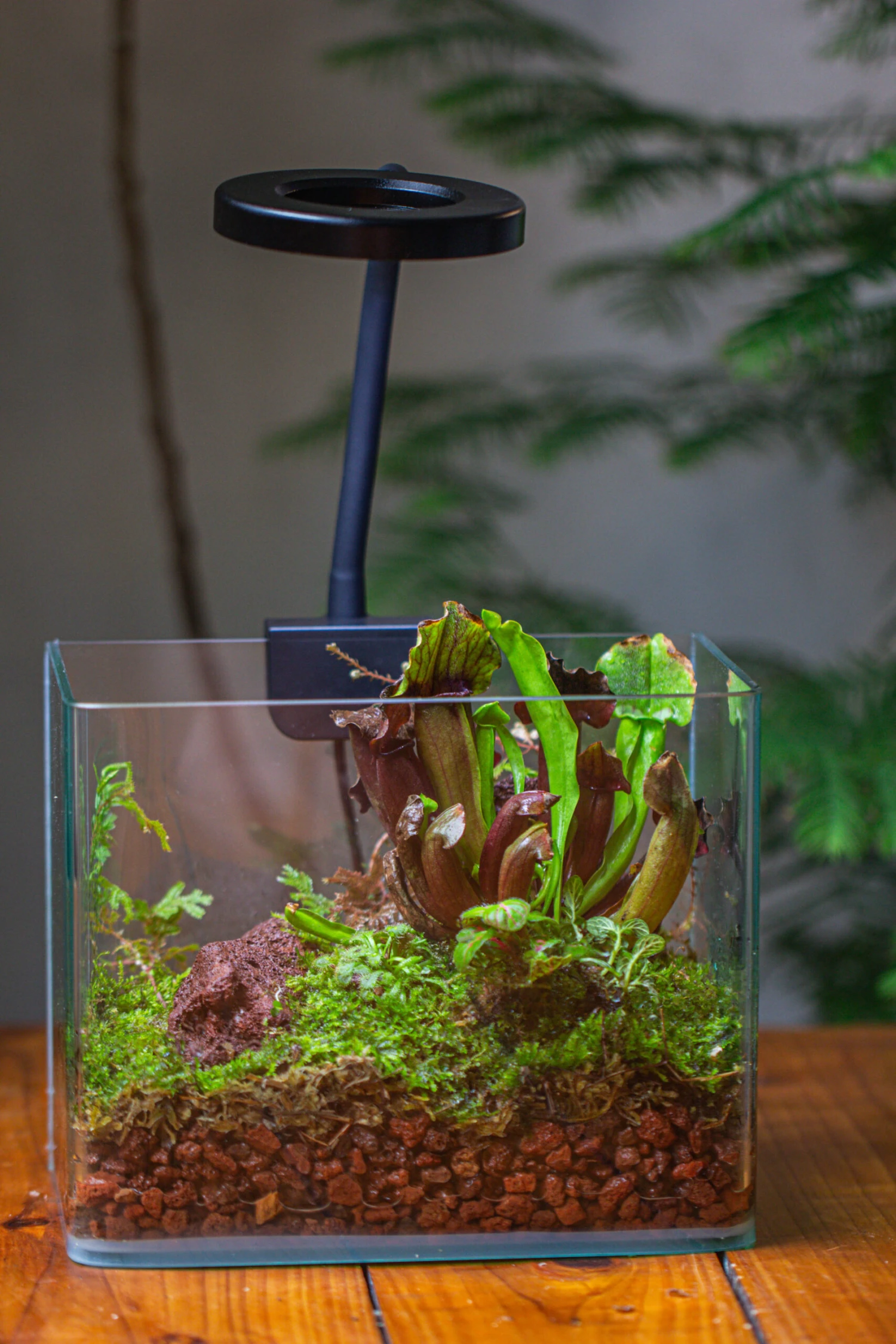 Open Moss Terrarium Building DIY Set With LED For Carnivorous Plants: Pitcher 5 Open Moss Terrarium Building DIY Set With LED For Carnivorous Plants: Pitcher - Image 5
