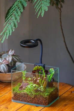 Open Moss Terrarium Building DIY Set With LED For Carnivorous Plants: Pitcher 22 Open Moss Terrarium Building DIY Set With LED For Carnivorous Plants: Pitcher -Ncyp Garden Sale Shop IMG 4015 ba275d19 0d7d 4267 af0c 3ec579d0cdbe