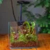 Open Moss Terrarium Building DIY Set With LED For Carnivorous Plants: Pitcher