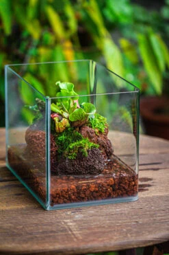 WaterTight Curved Glass Terrarium With Grow Lamp For Tropical Bog Plants 31 WaterTight Curved Glass Terrarium With Grow Lamp For Tropical Bog Plants -Ncyp Garden Sale Shop IMG 4057 1