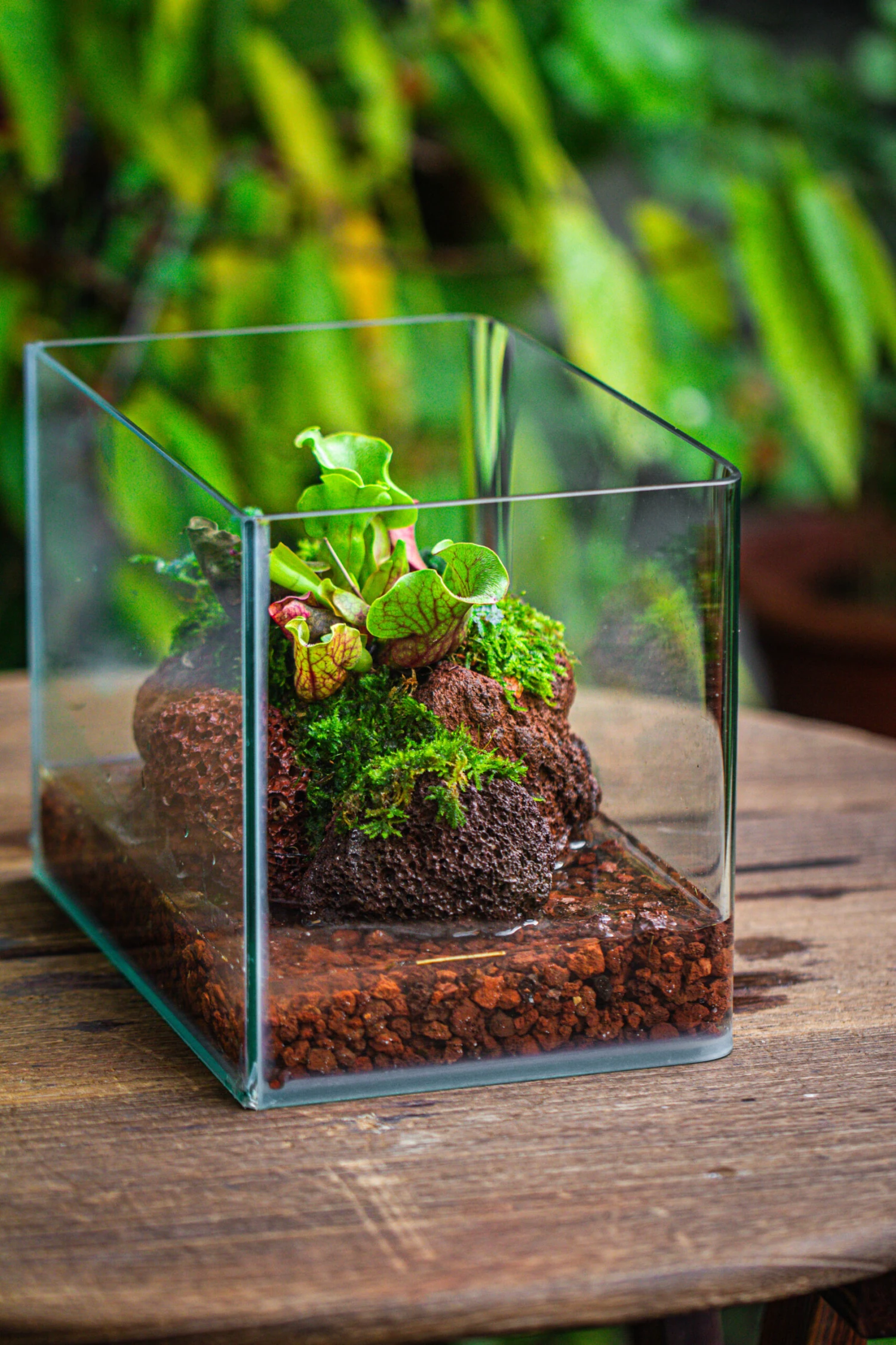 WaterTight Curved Glass Terrarium With Grow Lamp For Tropical Bog Plants 12 WaterTight Curved Glass Terrarium With Grow Lamp For Tropical Bog Plants - Image 12