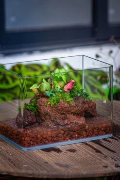 WaterTight Curved Glass Terrarium With Grow Lamp For Tropical Bog Plants 36 WaterTight Curved Glass Terrarium With Grow Lamp For Tropical Bog Plants -Ncyp Garden Sale Shop IMG 4058 1