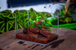 WaterTight Curved Glass Terrarium For Tropical Bog Plants 38 WaterTight Curved Glass Terrarium For Tropical Bog Plants -Ncyp Garden Sale Shop IMG 4060