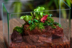 WaterTight Curved Glass Terrarium For Tropical Bog Plants 39 WaterTight Curved Glass Terrarium For Tropical Bog Plants -Ncyp Garden Sale Shop IMG 4061