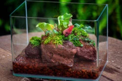 WaterTight Curved Glass Terrarium With Grow Lamp For Tropical Bog Plants 35 WaterTight Curved Glass Terrarium With Grow Lamp For Tropical Bog Plants -Ncyp Garden Sale Shop IMG 4066 1