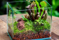 Open Moss Terrarium Building DIY Set With LED For Carnivorous Plants: Pitcher 23 Open Moss Terrarium Building DIY Set With LED For Carnivorous Plants: Pitcher -Ncyp Garden Sale Shop IMG 4087