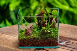 Open Moss Terrarium Building DIY Set With LED For Carnivorous Plants: Pitcher 24 Open Moss Terrarium Building DIY Set With LED For Carnivorous Plants: Pitcher -Ncyp Garden Sale Shop IMG 4089