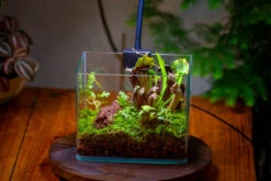 Open Moss Terrarium Building DIY Set With LED For Carnivorous Plants: Pitcher 26 Open Moss Terrarium Building DIY Set With LED For Carnivorous Plants: Pitcher -Ncyp Garden Sale Shop IMG 4097